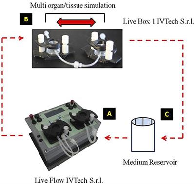 A 3D Model of Human Trabecular Meshwork for the Research Study of Glaucoma